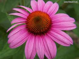 Cone flower